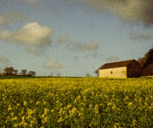 Image de la chronique